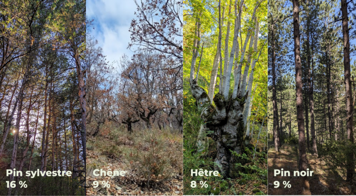 Essences-principales-forêt-CCSB V2